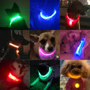 Coleira para  Cães - LED (USB)